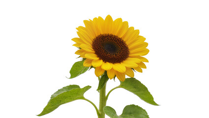 Fototapeta premium Bright yellow sunflower with dark brown center green leaves, isolated on transparent background