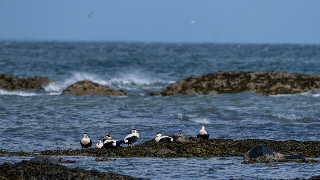 Common Eiders Resting on Seaweed Covered Rocks at North Berwick