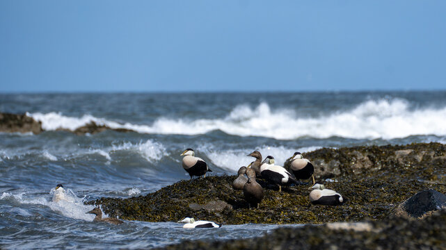 Common Eiders Gathered on Rocky Coastline in North Berwick