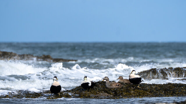 Common Eiders on Seaweed Covered Rocks Along the North Berwick Coast