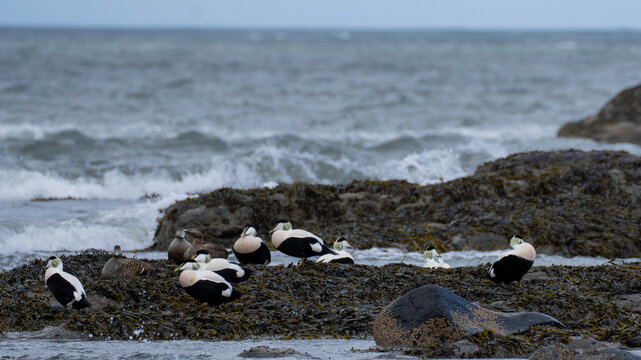 Common Eiders Resting on Seaweed Covered Rocks in North Berwick