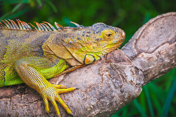 Fototapeta premium Bright green portrait of an iguana on a wooden branch