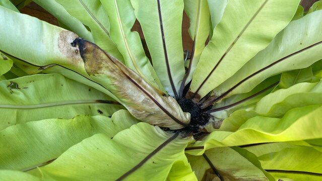 Bird's nest fern plant with fresh green leaves and one dry leaf in the center, featuring natural tropical texture details suitable for nature, botany and gardening themes.
