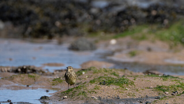Meadow Pipit Standing on Sandy Tidal Flat in North Berwick