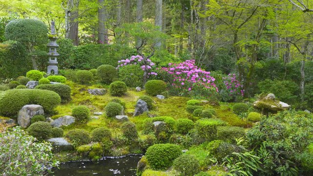 京都　大原三千院　石楠花が咲く庭園（聚碧園 しゅうへきえん）を見渡す