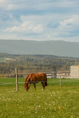 Naklejka premium Brown horse grazing in fenced meadow with rolling countryside and distant hills, peaceful rural landscape ideal for agriculture, nature and outdoor lifestyle themes.