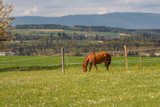 Peaceful Swiss pasture with a horse (Equus ferus caballus) feeding on green grass, spring wildflowers, and rolling hills (Fagus sylvatica, Pinus spp.) behind.