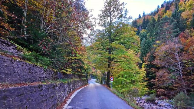 Driving through the Selva de Oza forest in Valley of Hecho, green broad-leaf and coniferous mixed forest. Occidental Valleys Natural Park, Aragonese Pyrenees, Huesca Province, Spain