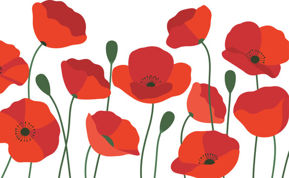 A beautiful field of red poppy flowers in full bloom vector on white background.