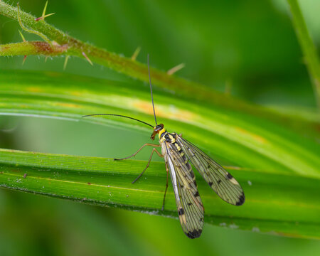 Bio Diversity - Panorpa germanica - Beautiful Insect with great Wings