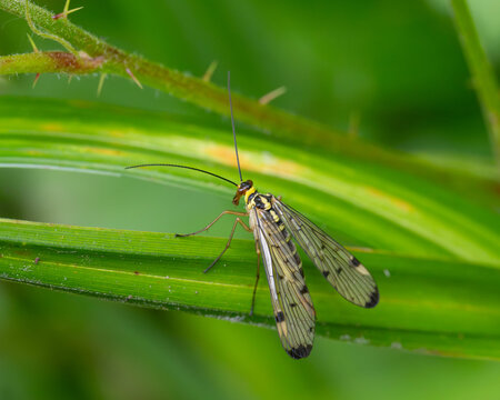 Bio Diversity - Panorpa germanica - Beautiful Insect with great Wings