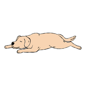 A sleeping Labrador Retriever dog illustration isolated on a clean white background