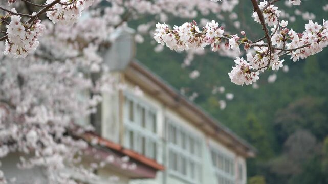 満開の桜と木造校舎