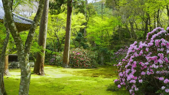 京都　大原三千院　石楠花が咲く庭園（有清園）を見渡す