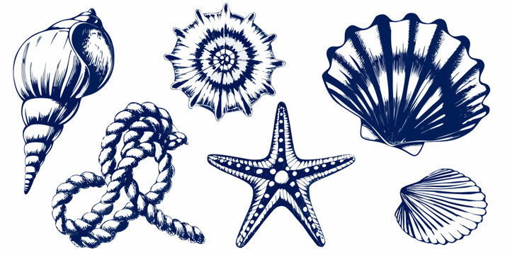 vector illustration of marine life seashells and starfish on white