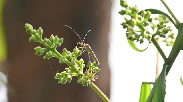 Stenodema laevigatum bug. Its common name is Stenodema laevigata, grass bug and rice bug.  It is a species of bug from Miridae family. 
