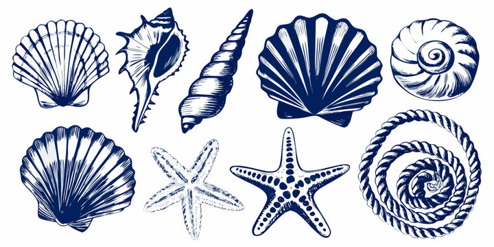 vector illustration set of marine shells and starfish blue ink