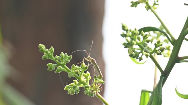 Stenodema laevigatum bug. Its common name is Stenodema laevigata, grass bug and rice bug.  It is a species of bug from Miridae family. 