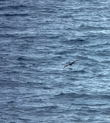 Fototapeta premium Tropical seas. Views of the Bali Sea from the ship in winter,summer in the southern hemisphere. Indonesia. Brown booby (Sula leucogaster) flies fishing