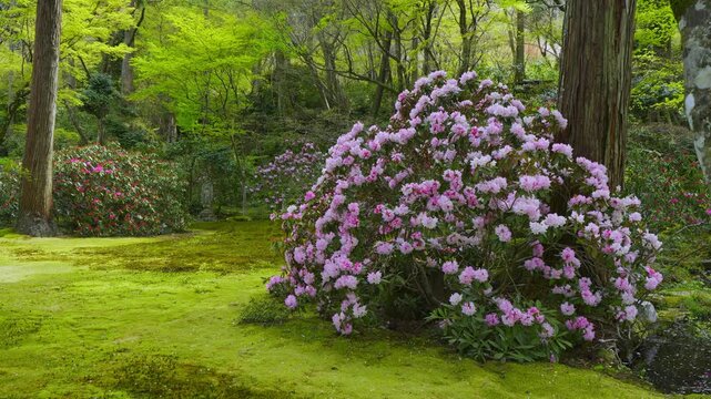 京都　大原三千院　風に揺れる石楠花
