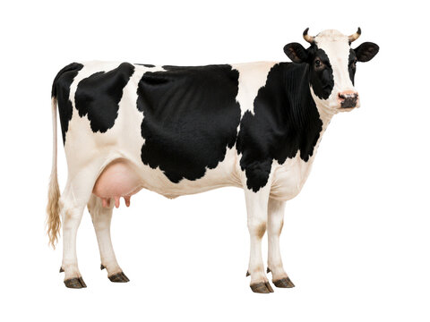 Black and white Holstein cow standing on transparent background with udders.