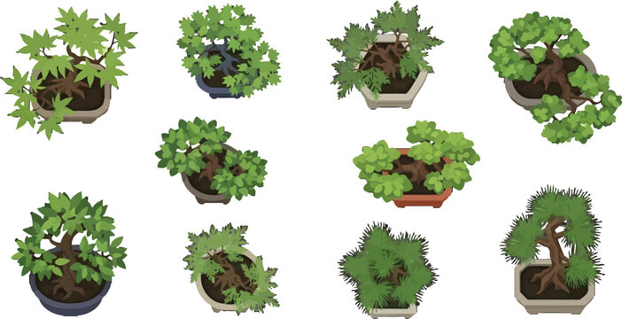 Set of bonsai trees in ceramic pots top view isolated on white background vector illustration design elements