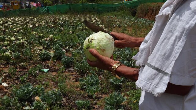 Munnar Vattavada organic cabbage farm fields. Idukki Kerala India. People hands picking green Indian cabbages crops in garden. A gardener holds a head of fresh Savoy cabbage on his farm
