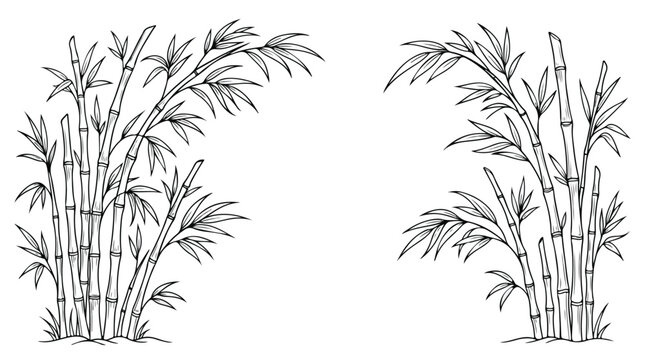 Elegant black and white illustration of tall sugarcane plants with detailed leaves and stalks, ideal for botanical