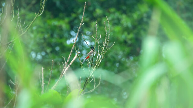 Red-whiskered bulbul (Pycnonotus jocosus). Hong Kong Island