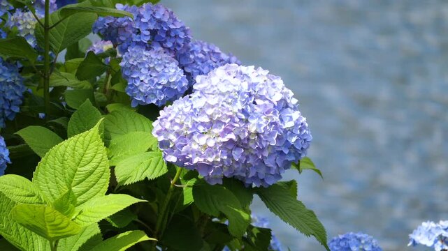 川沿いに咲く紫色の紫陽花