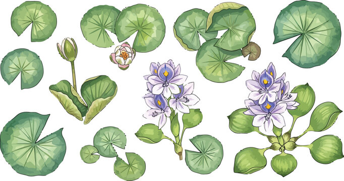 Water hyacinth and lily pad collection with aquatic flowers and green leaves in a flat vector illustration