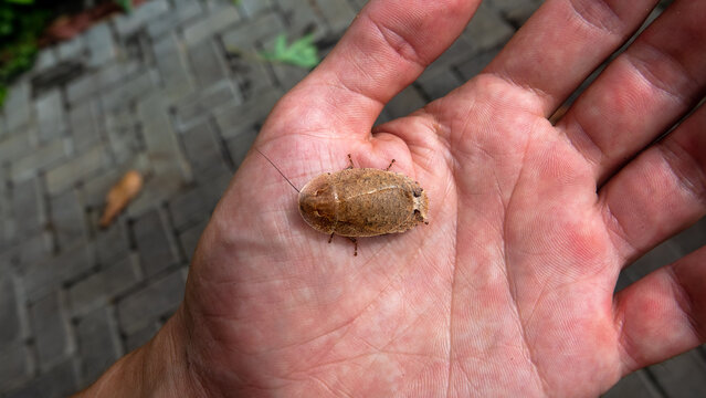 The bug scale, Bunaken national park, Sulawesi