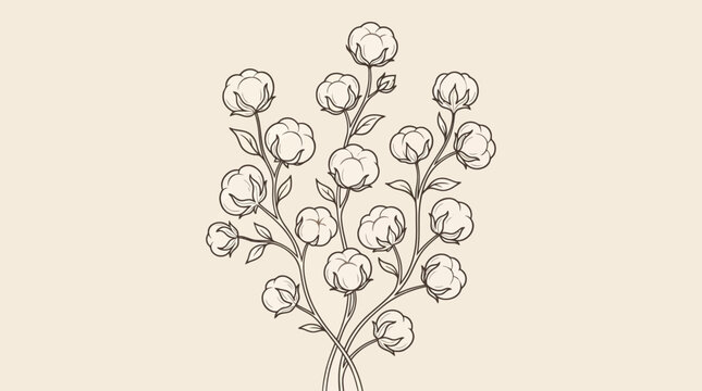 Vintage-style botanical illustration of a flowering plant with round buds on slender stems against a cream background.