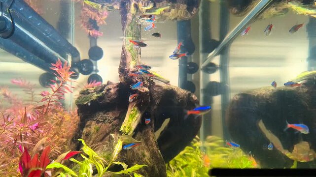 4k Video Of Close up slow motion of colorful tropical fish feeding on floating pellets in home aquarium.