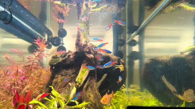 4k Video of Aquarium fish eagerly eating fish food pellets at water surface in tropical freshwater tank