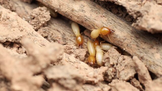 Termites are destroying wood, with both yellowish-white bodies and some orange-brown ones, walking on wood that shows signs of damage with holes and tunnels.
