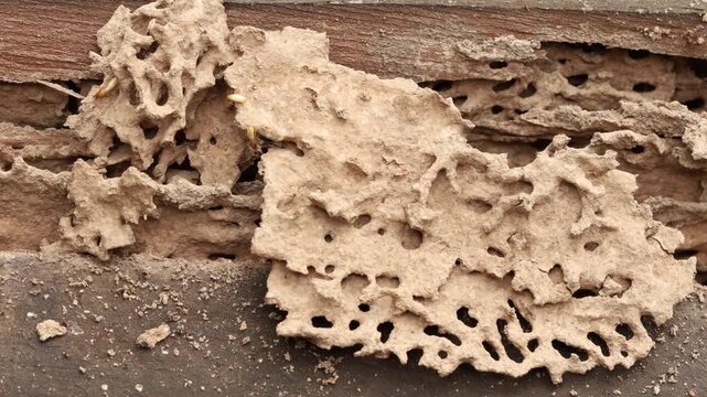 Termites are destroying wood, with both yellowish-white bodies and some orange-brown ones, walking on wood that shows signs of damage with holes and tunnels.
