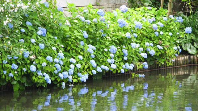 水面に反射する川沿いに咲く紫陽花