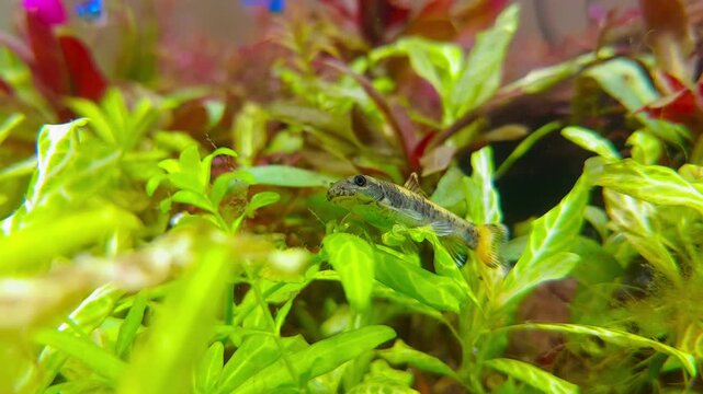 4k video of Garra panda fish swimming in lush green planted tropical aquarium with aquatic plants

