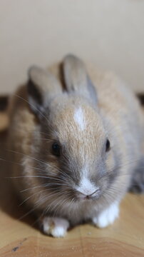 Cute Baby Rabbit Close Up
