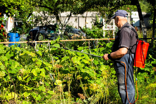 A summer resident treats plants in the summer from parasites. Plant protection from diseases, copy space for text, industry