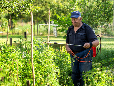 An elderly man at his dacha treats tomatoes against parasites and to stimulate growth in the summer, background. Copy space for text, industry