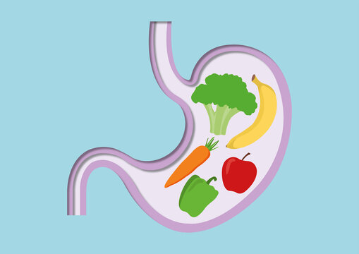 Healthy food digestion, conceptual illustration