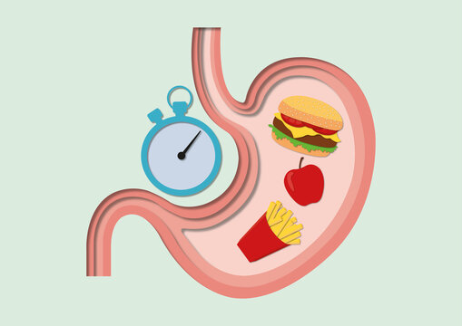 Digestion, conceptual illustration