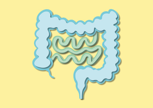 Healthy intestine, conceptual illustration