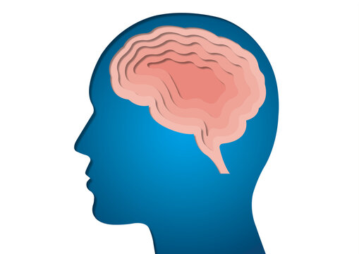 Brain, illustration