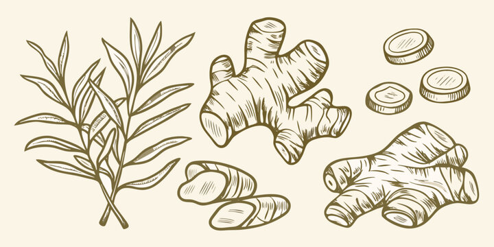 Ginger root and leaves hand drawn illustration vintage style