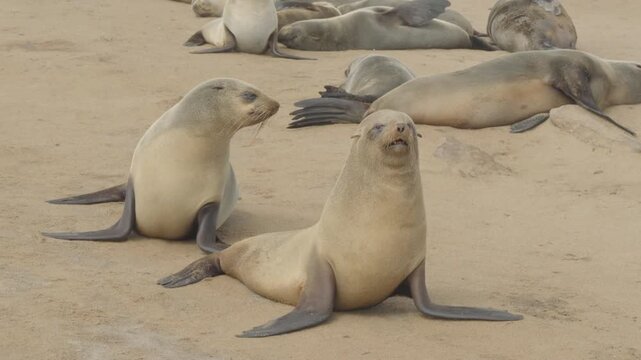 a couple of fur seals face the camera while resting on the beach at cape cross seal colony in namibia, africa
