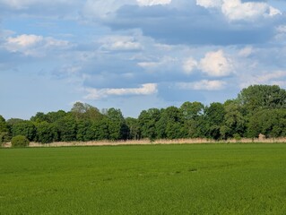 Fototapeta premium Friedliche Wiese mit blauem Himmel in Mittenwalde (Mark) – Ruhige Naturlandschaft in Brandenburg