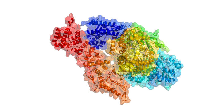 Hantavirus/ Hantaan orthohantavirus polymerase apo full length, HTNV replication machinery, 3D molecule 4K